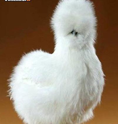 عکس خروس خنده دار