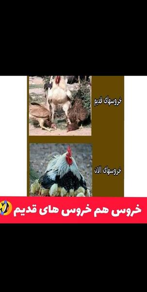 عکس خروس خنده دار