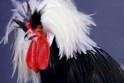 عکس خروس خنده دار