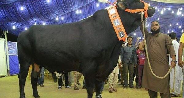 عکس گاو پاکستانی