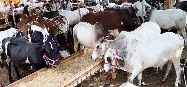 عکس گاو پاکستانی