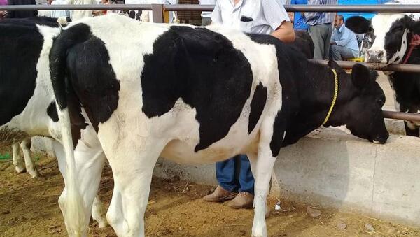 عکس گاو پاکستانی