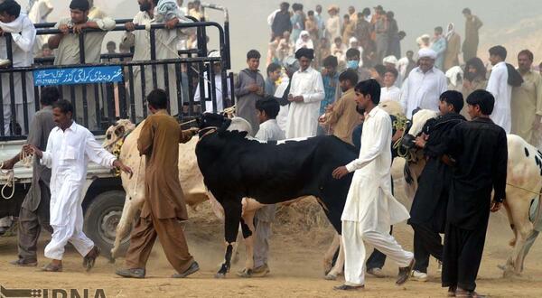 عکس گاو پاکستانی