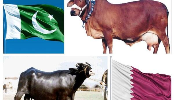 عکس گاو پاکستانی
