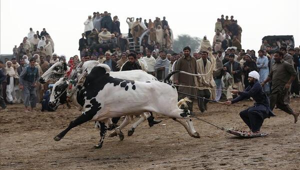 عکس گاو پاکستانی