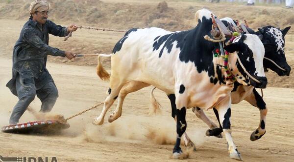 عکس گاو پاکستانی