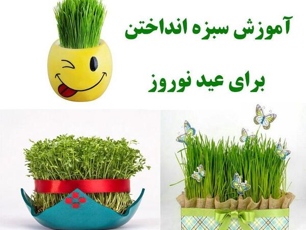 عکس سبزه عید شاهی