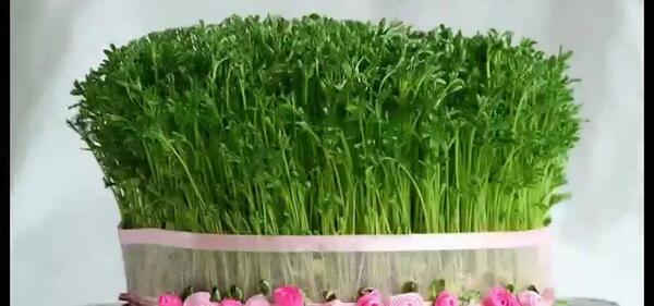 عکس سبزه عید شاهی