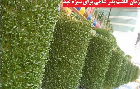 عکس سبزه عید شاهی
