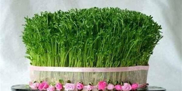 عکس سبزه عید شاهی
