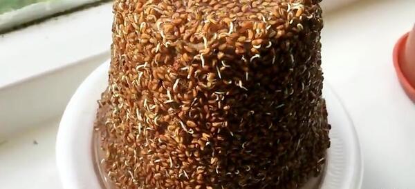 عکس سبزه عید شاهی