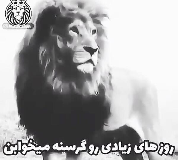 عکس لاتی لکی