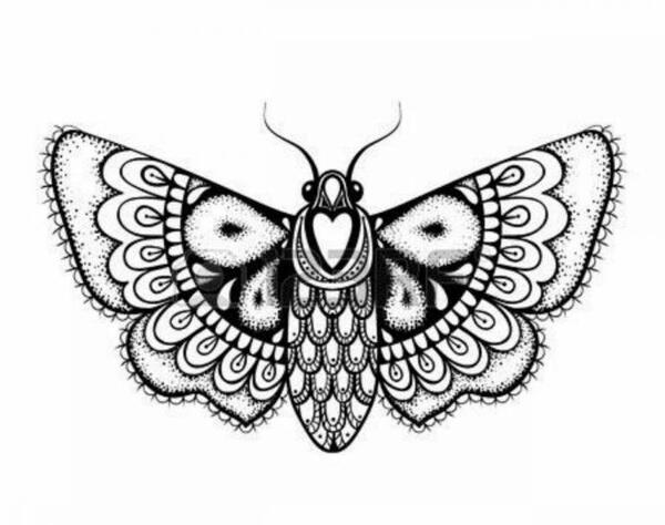 عکس پروانه نقاشی شده