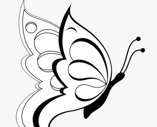 عکس پروانه نقاشی شده
