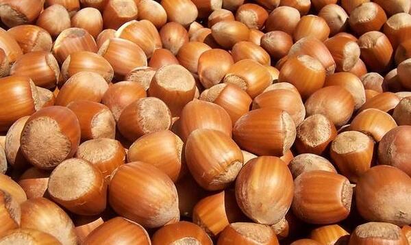 عکس دانیال فندق