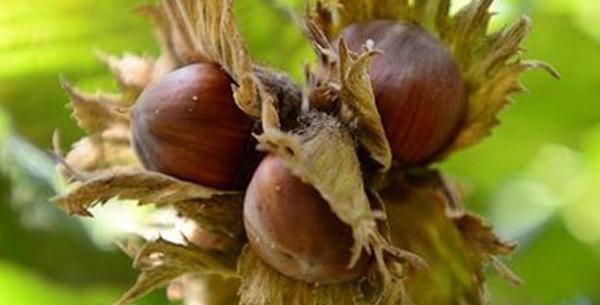 عکس دانیال فندق