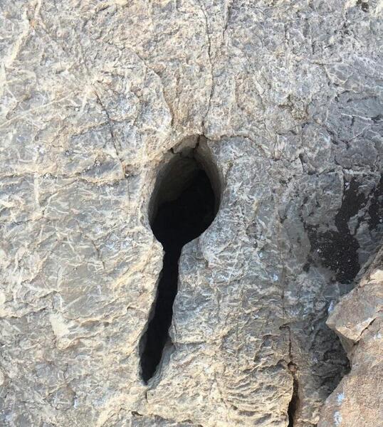 عکس جوغن
