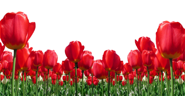 عکس تصاویر گل لاله شهدا