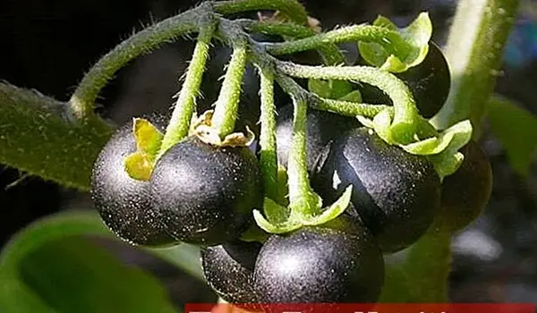 عکس بوته لپه