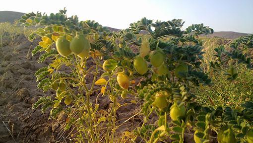 عکس بوته لپه