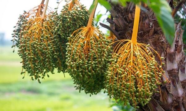 عکس بوته لپه