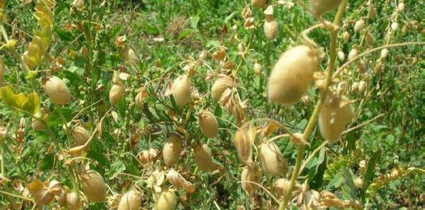 عکس بوته لپه