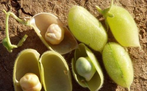 عکس بوته لپه
