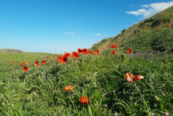 عکس منظره اردیبهشت