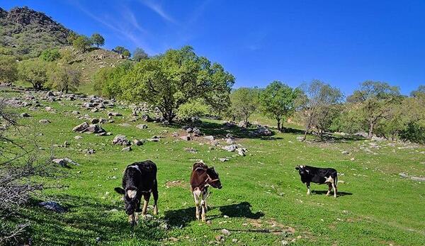 عکس از طبیعت گچساران
