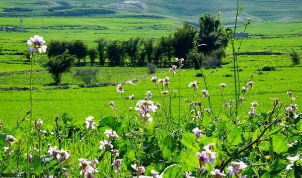عکس از طبیعت گچساران