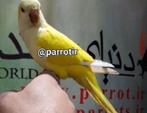 عکس طوطی زرد رنگ
