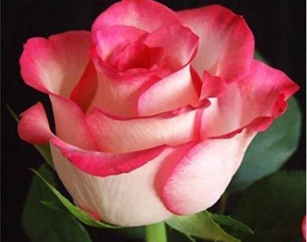 عکس گل های زیبای جهان فوتبال