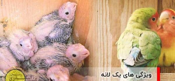 عکس طوطی پاکوتاه