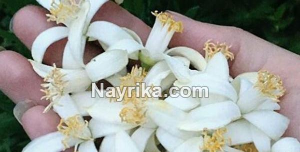 عکس بهار نارنج