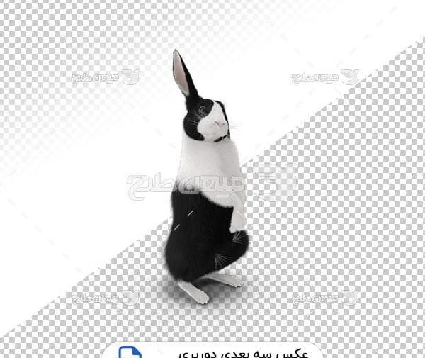 عکس خرگوش سیاه