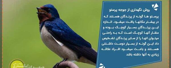 عکس غذا دادن پرنده به جوجه اش