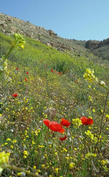 عکس تصاویر زیبای طبیعت شیراز