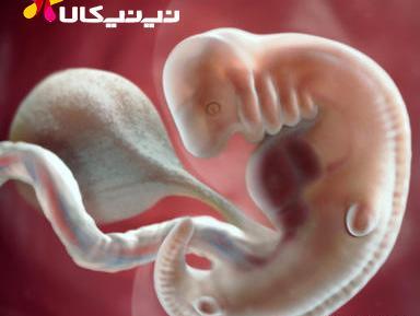 عکس قلب جنین در هفته ششم
