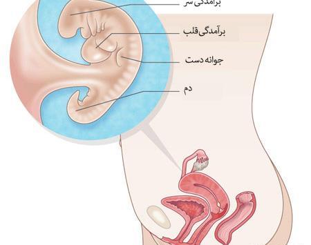 عکس قلب جنین در هفته ششم