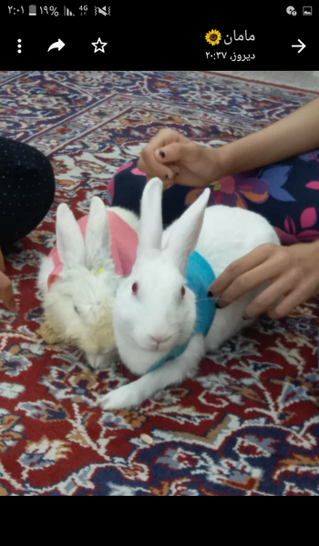 عکس خرگوش یک روزه