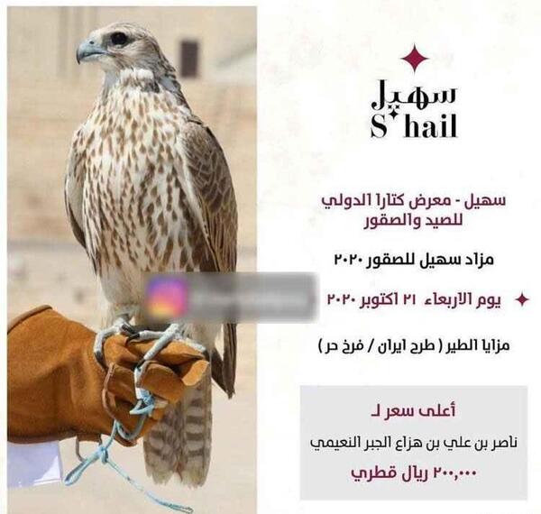 عکس شاهین گران قیمت