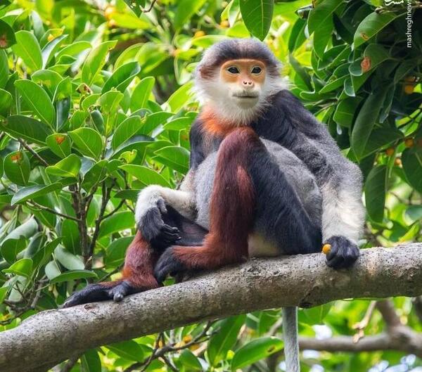 عکس میمون حیوانات