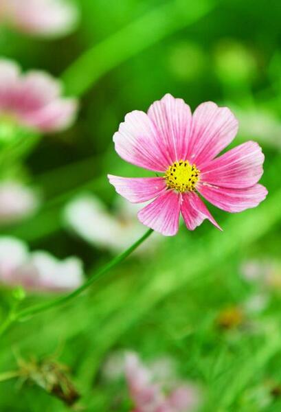 عکس برای صفحه گوشی صورتی