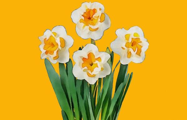 دانلود عکس گل نرگس برای پروفایل