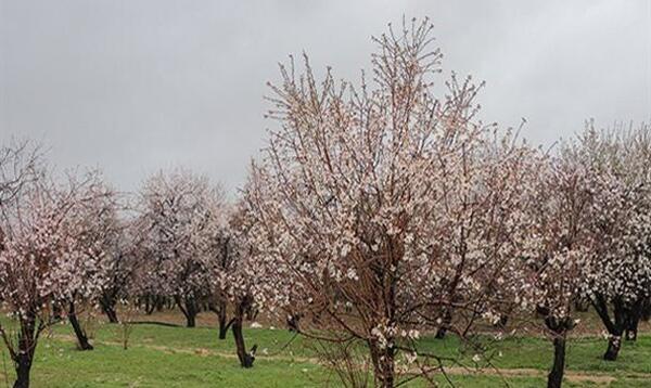 عکس شکوفه درخت طبیعی