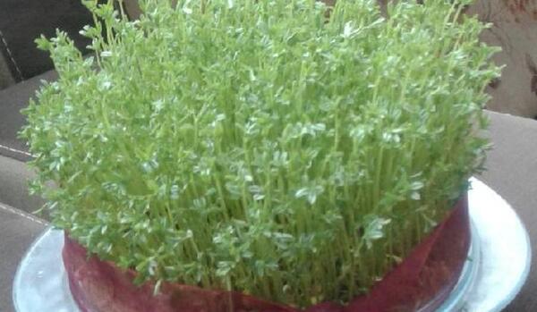 عکس سبزه ی عید