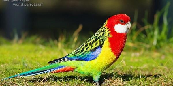عکس طوطی رزیلا