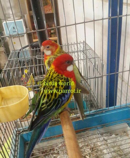 عکس طوطی رزیلا