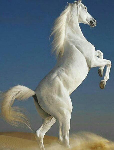 عکس اسب برای طراحی
