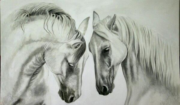 عکس اسب برای طراحی